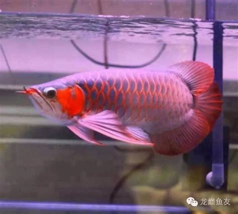 紅龍魚等級|超簡單區分紅龍魚，再上當受騙那就二了！